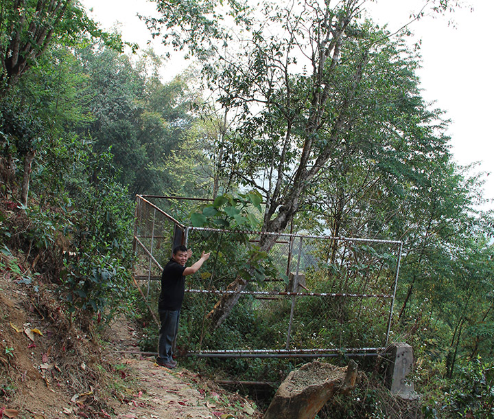 四心堂纯粹普洱茶